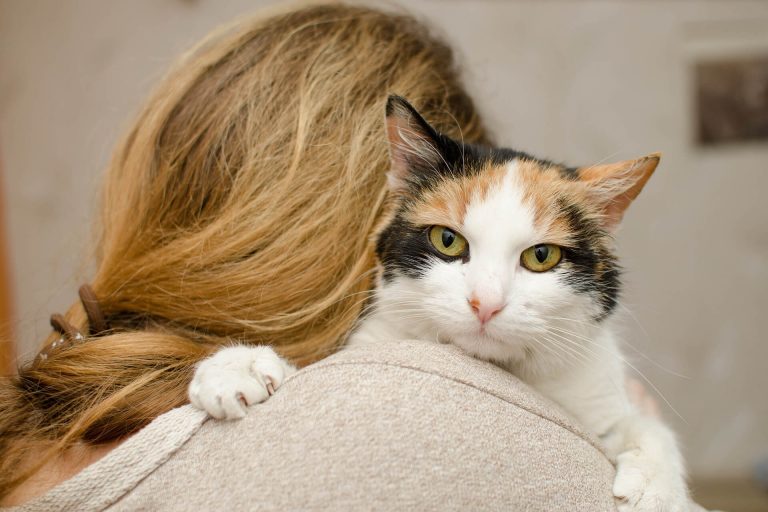 Bir Kedi Sahiplenmeden Önce Ne Kadar Bütçe Ayırmalıyız? Miyavliyo ️