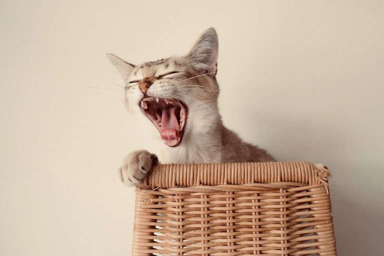 Kedimin Ağzı Kokuyor Ne Yapmalıyım? Miyavliyo ️