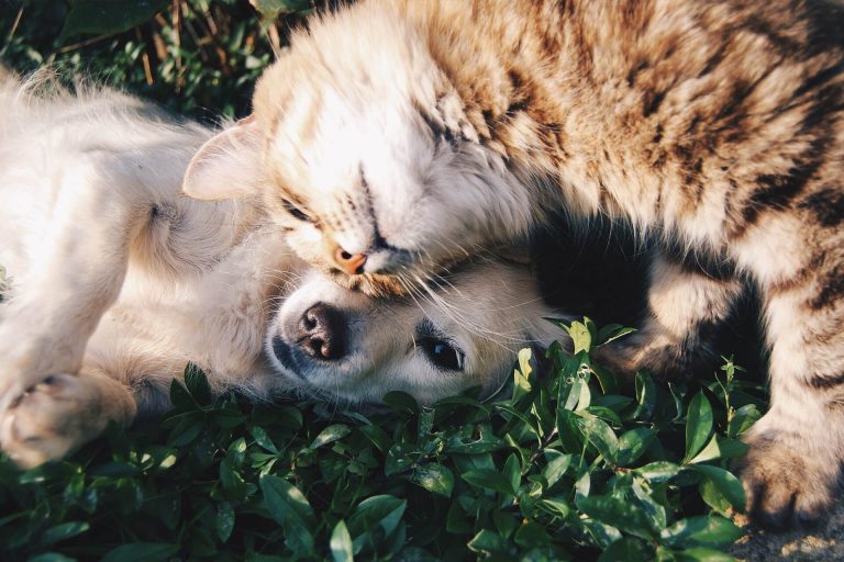 Kedi ve Köpek Birbirine Nasıl Alıştırılır? ️ Miyavliyo