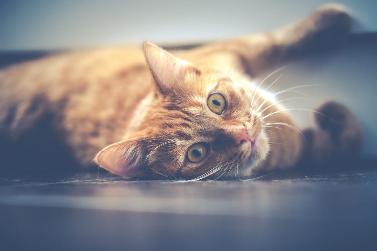 Kediler Hakkında Doğru Bilinen 10 Yanlış Bilgi
