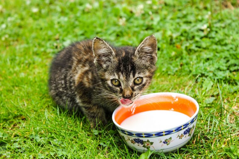 Kediler İçin Süt Yararlı Mı Yoksa Zararlı Mıdır?