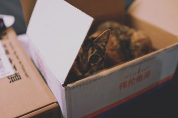 Kediler Neden Karton Kutuları Sever?