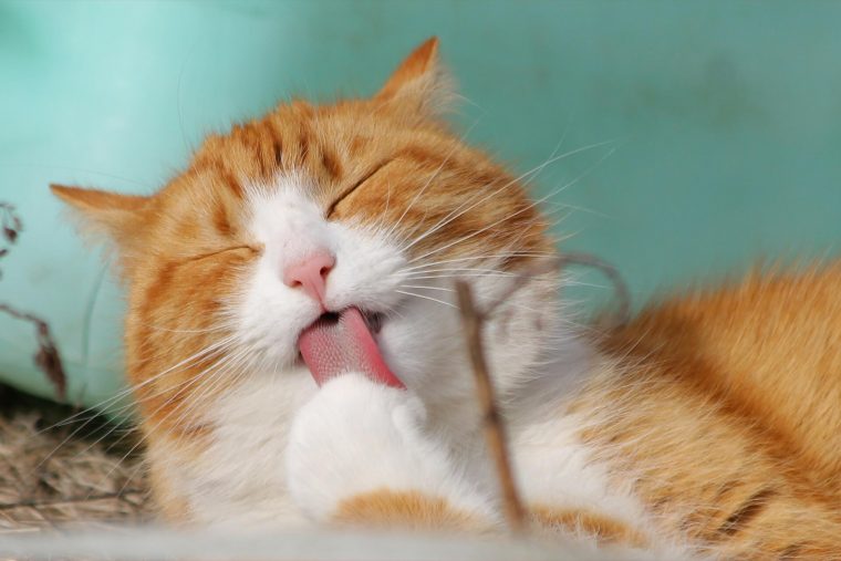 Kedilerde Yalama Eylemi: Kediler Neden Sahiplerini Yalarlar?