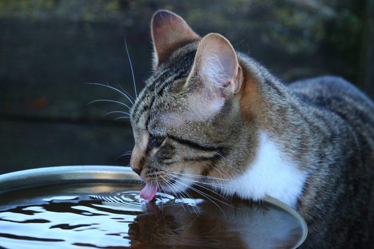 Kedilerin Su Tüketimi
