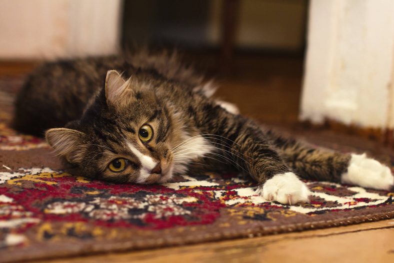 Kedim Halıları Tırmalıyor Ne Yapmalıyım ️ Miyavliyo