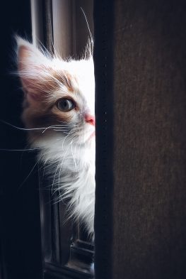 Kedilerin Sevmediği Şeyler Nelerdir?