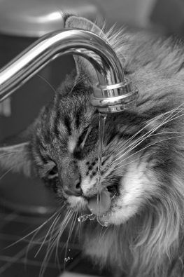 Su İçen Kedi