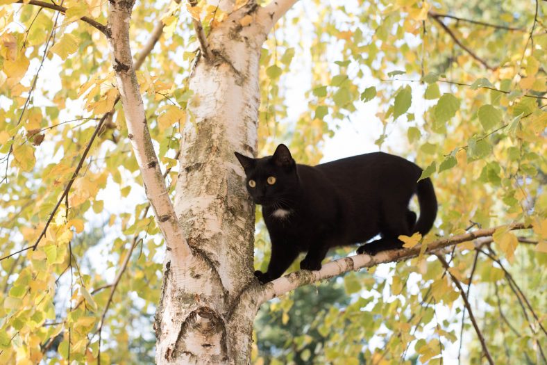 Kediler Neden Yüksek Yerlere Tırmanırlar?