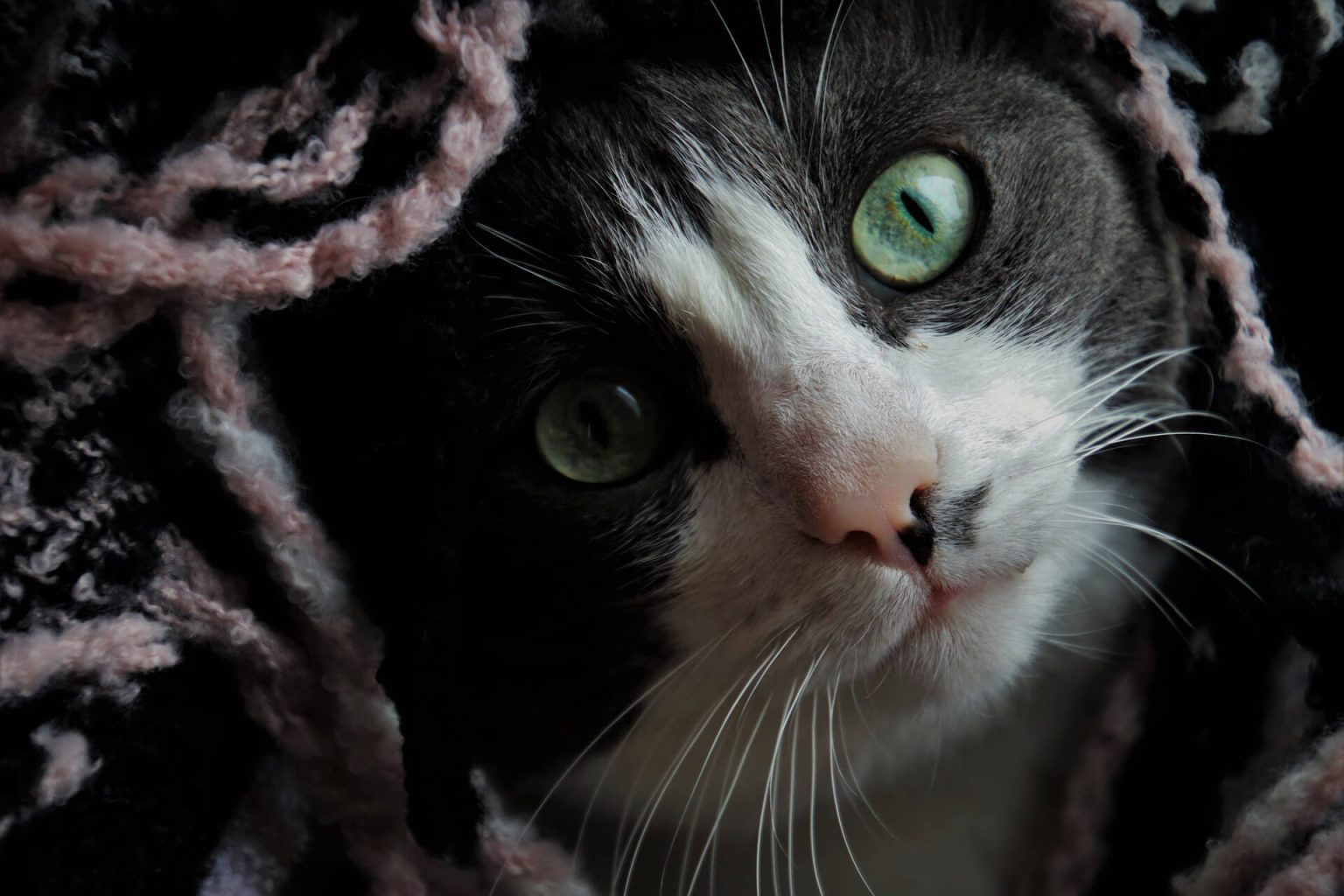 Erkek Kedi İsimleri BÜYÜK LİSTE (500+ İsim) ️ Miyavliyo