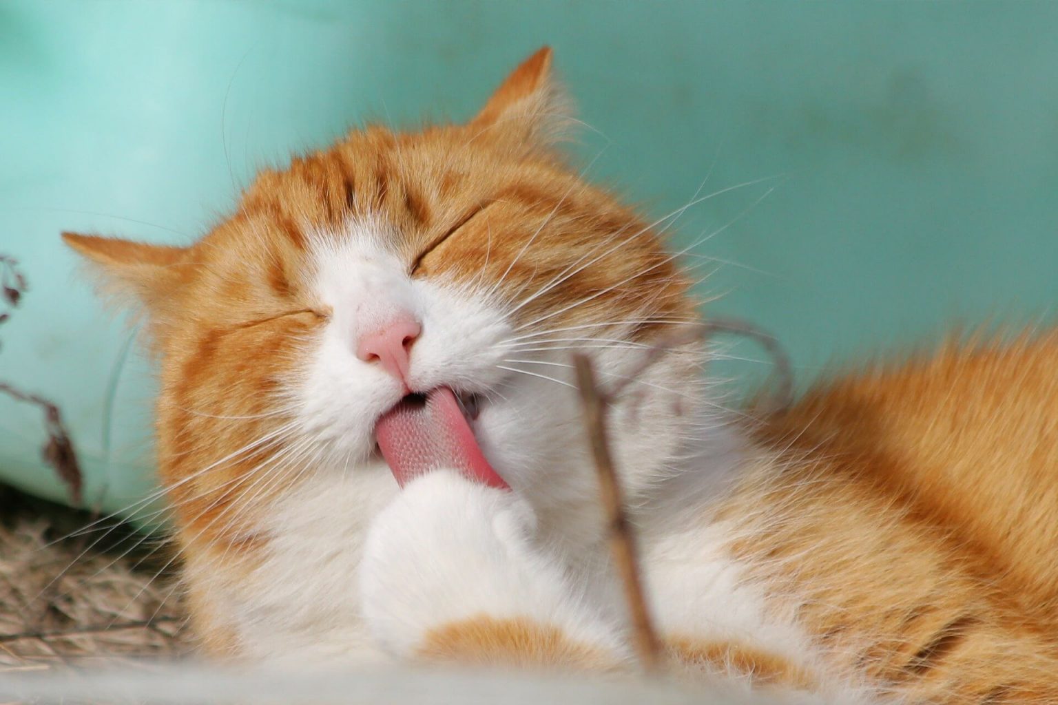 Kedi İsimleri En Popüler 850 Kedi İsmi! Miyavliyo ️