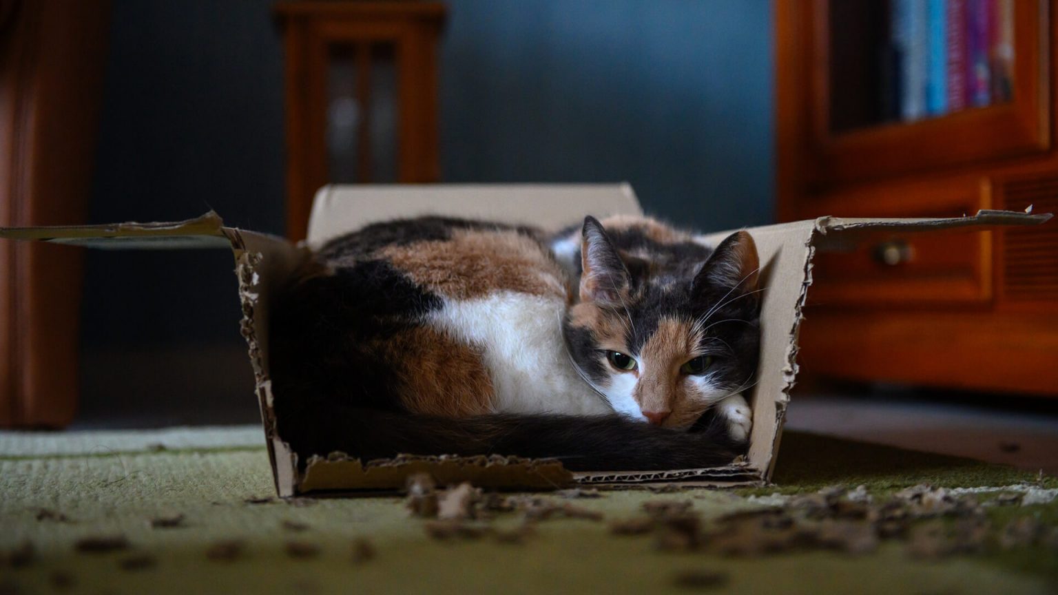 Kediler Neden Karton Kutuları Sever? ️ Miyavliyo