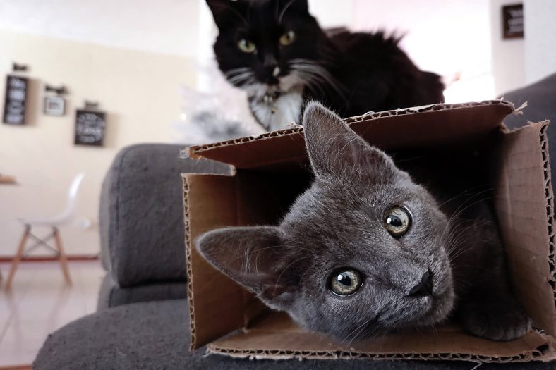 Kediler Neden Karton Kutuları Sever?