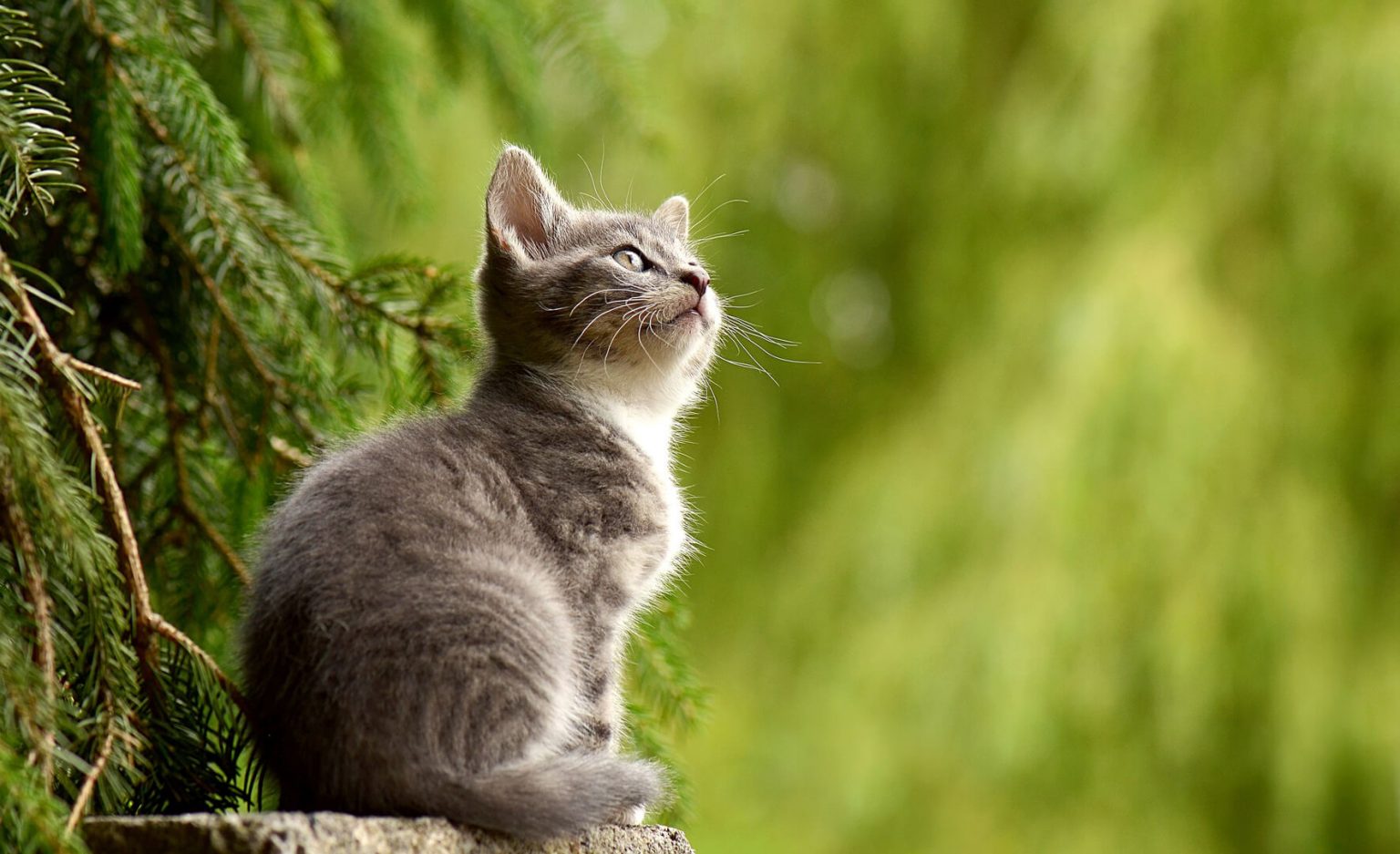 En Çok Sahiplenilen Canlının Kedi Olmasının 10 Nedeni ️ Miyavliyo