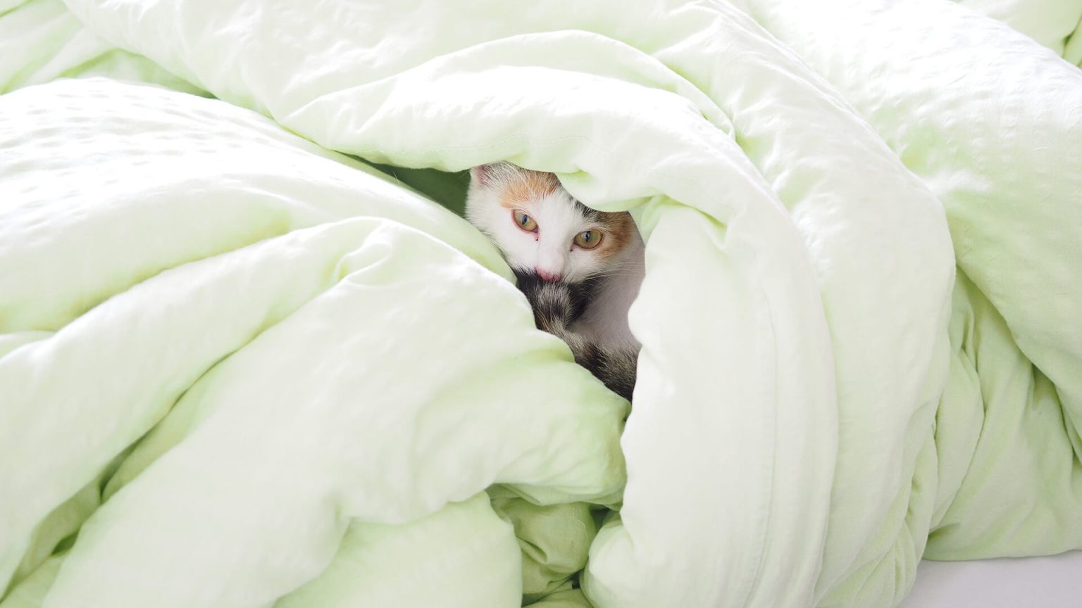 Kediler Neden Yatağa İşer? İşememesi İçin Ne Yapmalı? ️ Miyavliyo