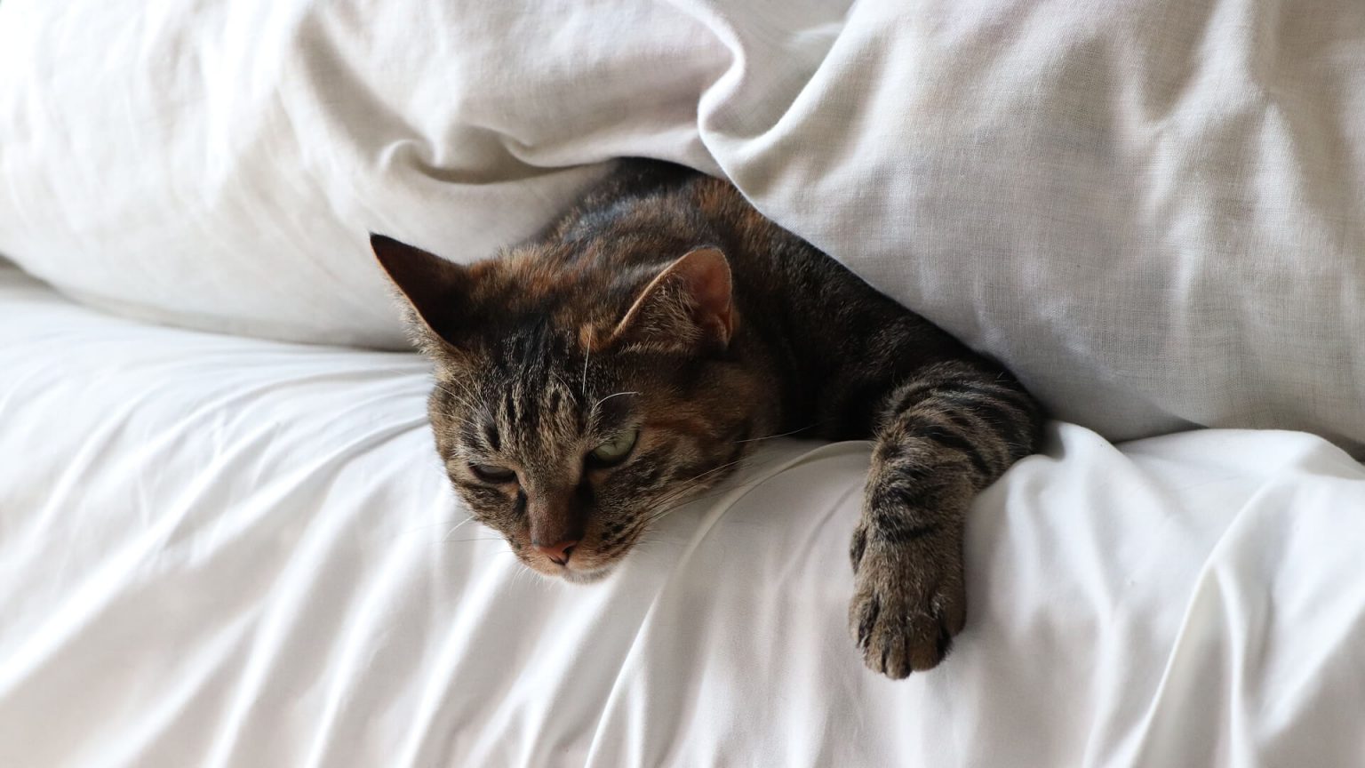 Kediler Neden Yatağa İşer? İşememesi İçin Ne Yapmalı? ️ Miyavliyo