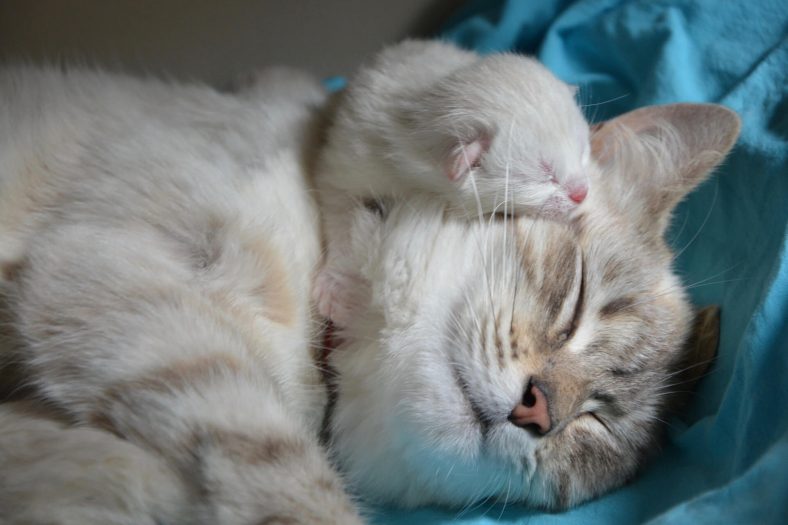 Gözleri Açılmamış Yavru Kedi ve Annesi