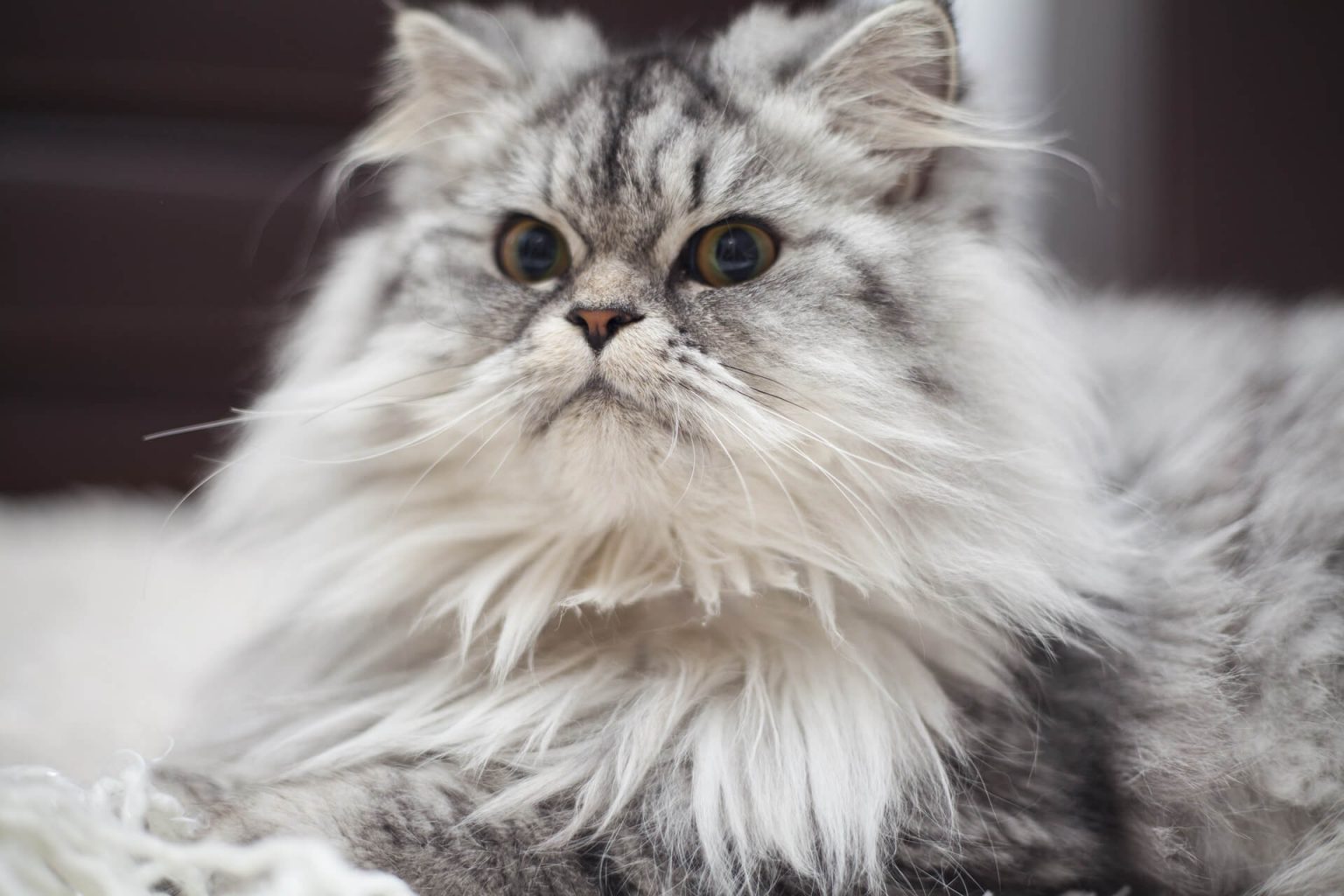 Kedi Tüyü Dökülmesi Nasıl Önlenir? ️ Miyavliyo