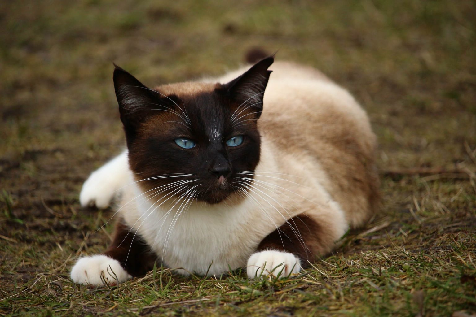 En Akıllı 10 Kedi Türü (En Akıllı Kedi Cinsleri) ️ Miyavliyo