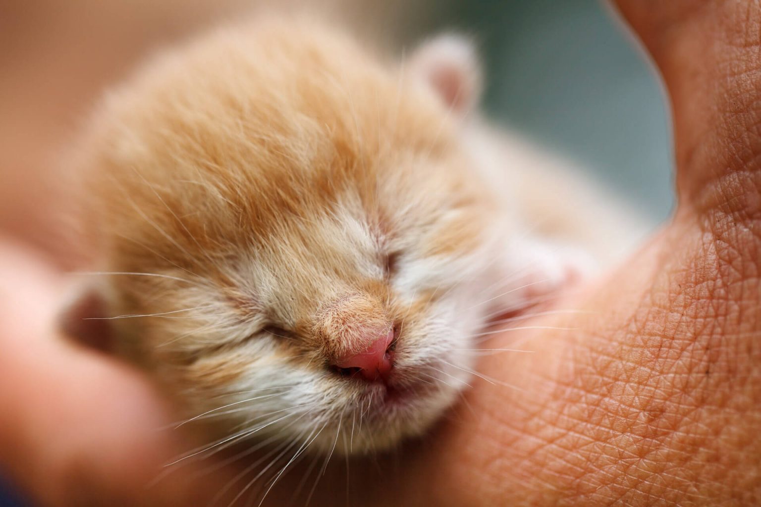 Yavru Kedilerin Gözleri Ne Zaman Açılır? Miyavliyo ️