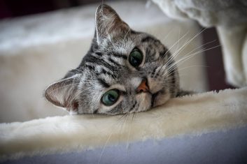 American Shorthair Kedi Cinsi Özellikleri ve Bakımı