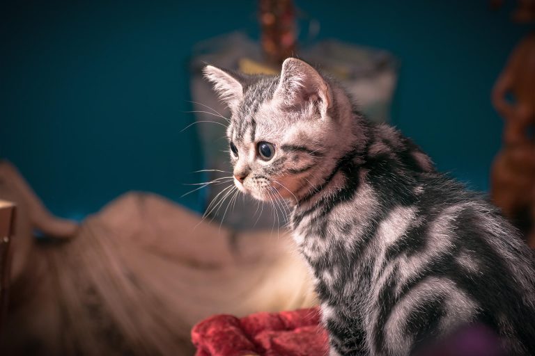 American Shorthair Kedi Cinsi Özellikleri ve Bakımı Miyavliyo ️