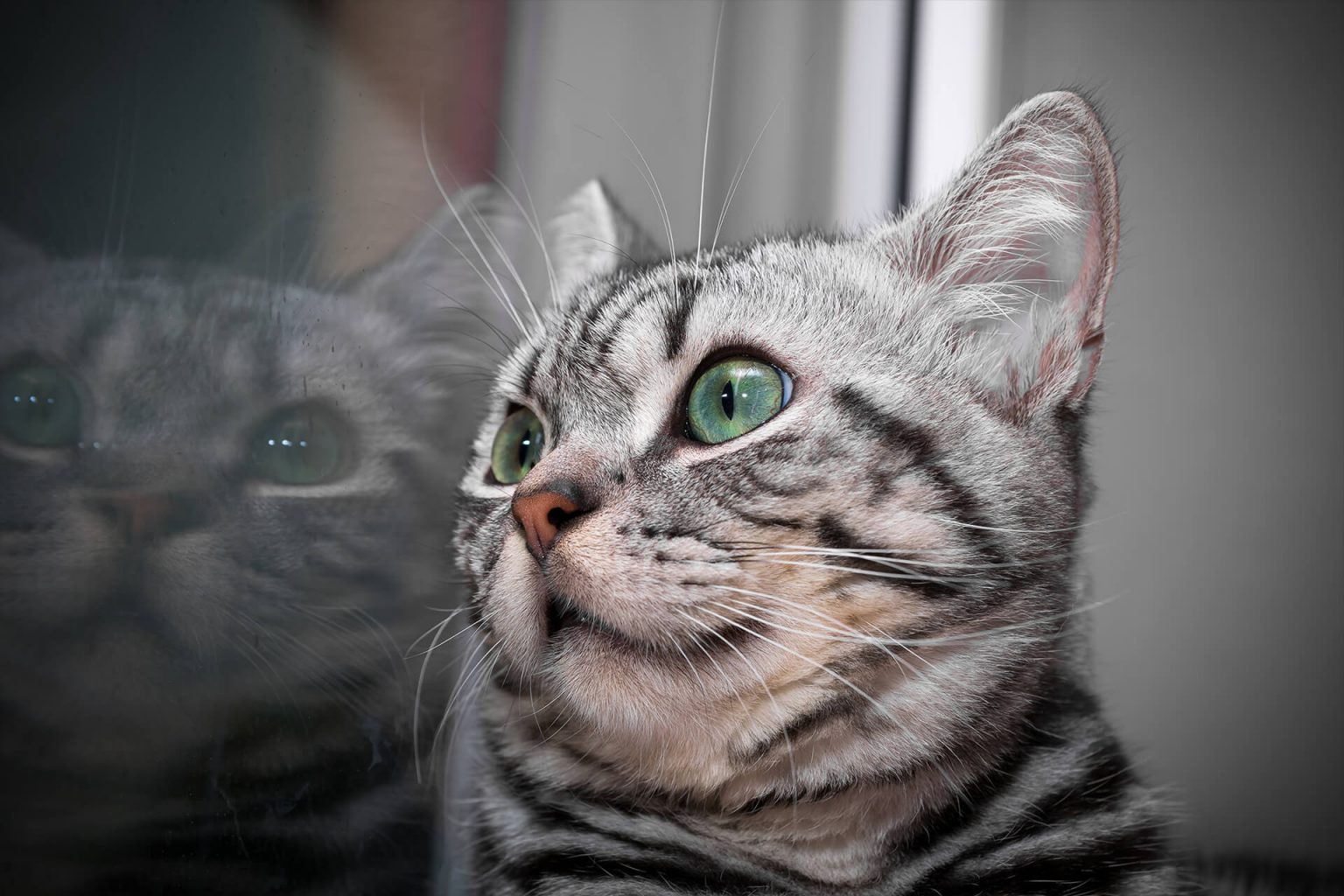 American Shorthair Kedi Cinsi Özellikleri ve Bakımı Miyavliyo ️