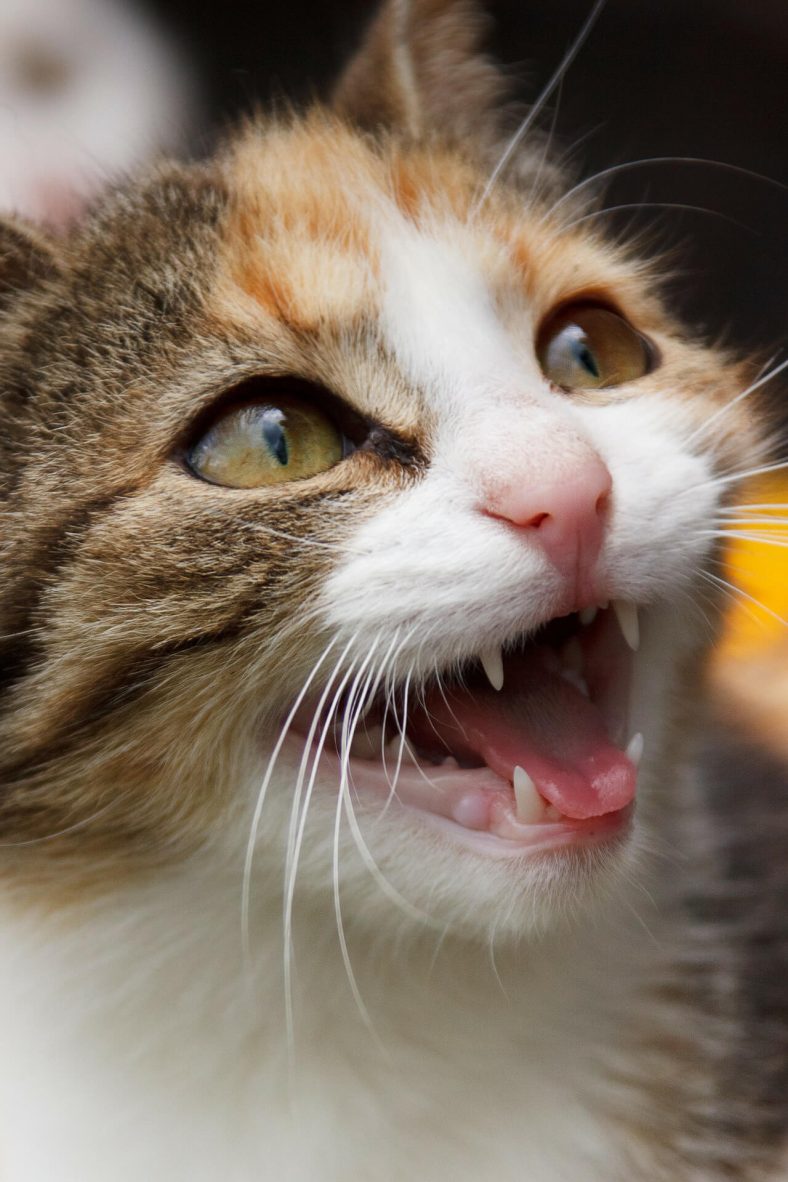dişi kedi kızgınlık dönemi nasıl geçer