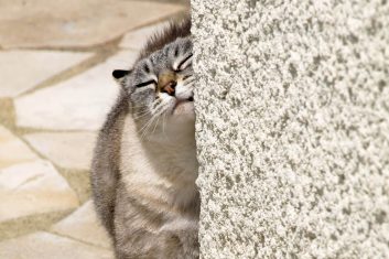 Dişi Kedi Kızgınlık Döneminde Kulak Çubuğuyla Rahatlatmak