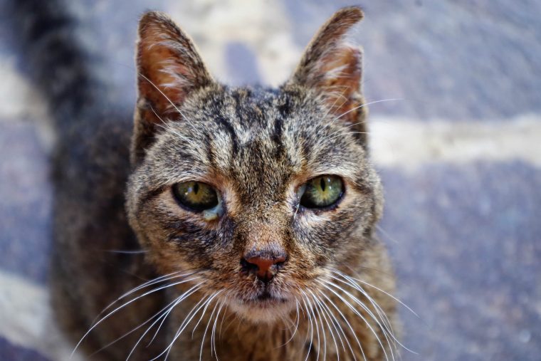 Kedilerde Görülen FIP Hastalığı Nedir, Kurtulma Oranı Nedir?