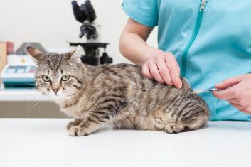 Kedilerde İç ve Dış Parazit Aşı Güncel Fiyatları