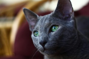 Mavi Rus Kedi Cinsi Özellikleri ve Bakımı