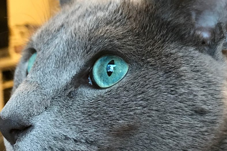 Mavi Rus Kedisinin Gözü