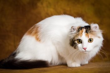 American Curl Kedi Cinsi Özellikleri ve Bakımı