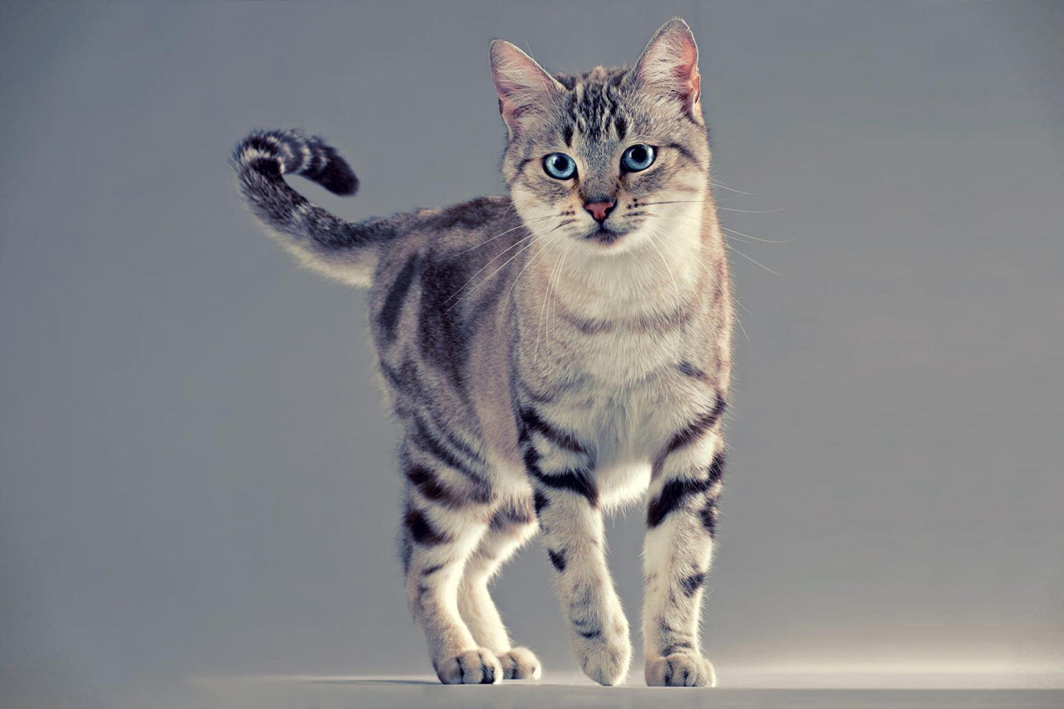 American Wirehair Kedi Cinsi Özellikleri ve Bakımı ️ Miyavliyo