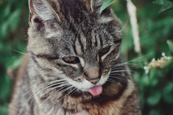 American Wirehair Kedi Cinsi Özellikleri Ve Bakımı