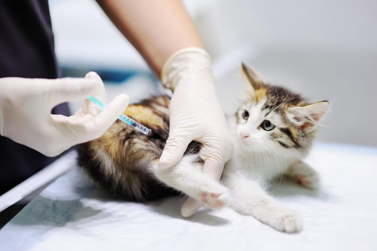 kedi karma aşı