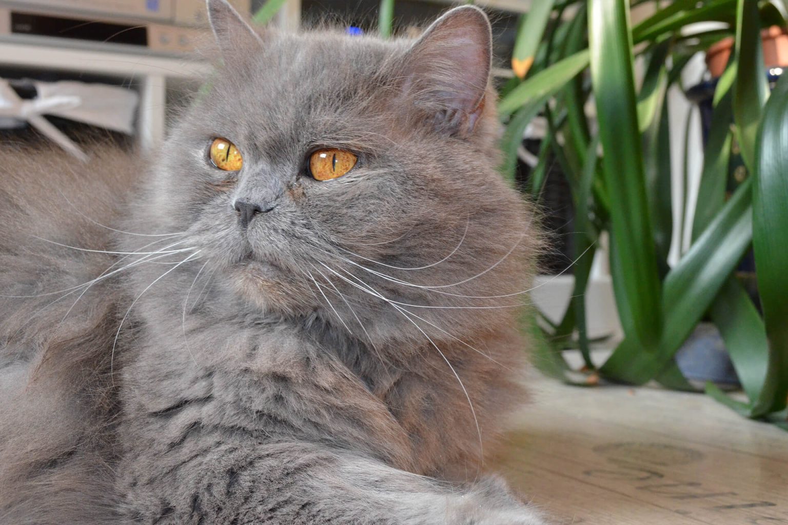 British Longhair Kedi Cinsi Özellikleri ve Bakımı Miyavliyo ️