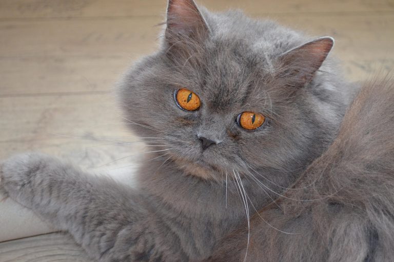 British Longhair Kedi Cinsi Özellikleri ve Bakımı Miyavliyo ️