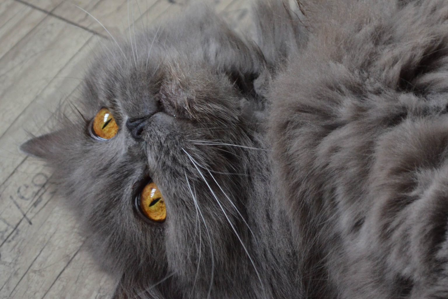 British Longhair Kedi Cinsi Özellikleri ve Bakımı Miyavliyo ️