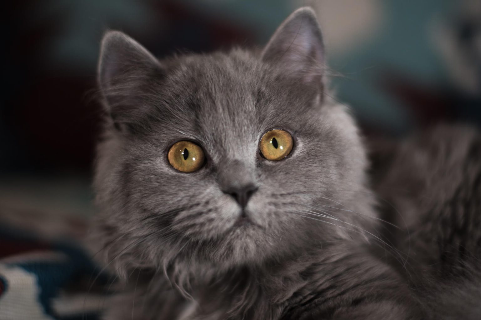 British Longhair Kedi Cinsi Özellikleri ve Bakımı Miyavliyo