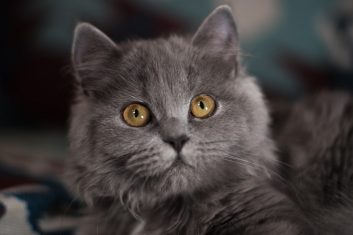 British Longhair Kedi Cinsi Özellikleri ve Bakımı