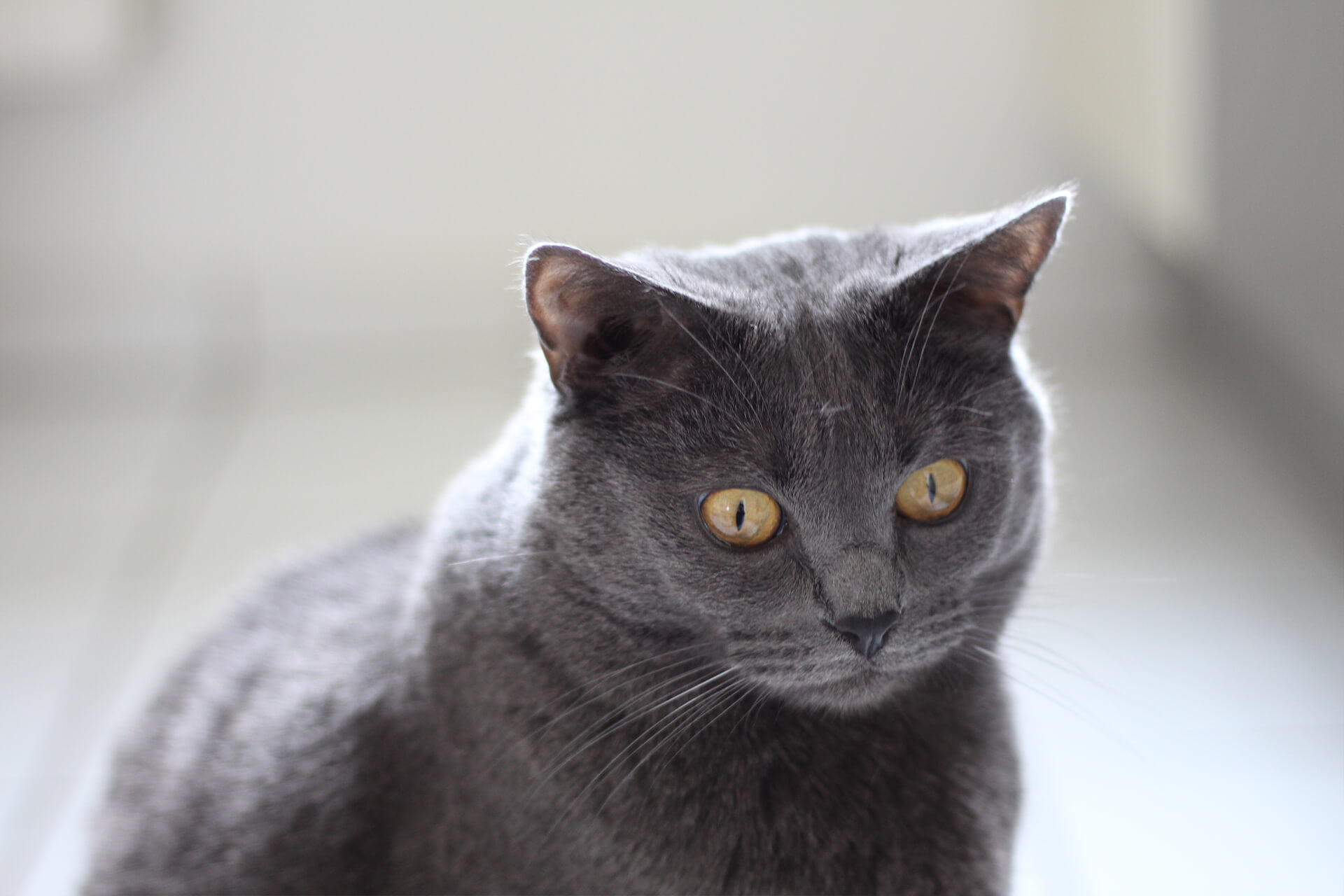 Chartreux Kedi Cinsi Özellikleri ve Bakımı Miyavliyo