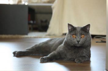 Chartreux Kedi Cinsi Özellikleri ve Bakımı