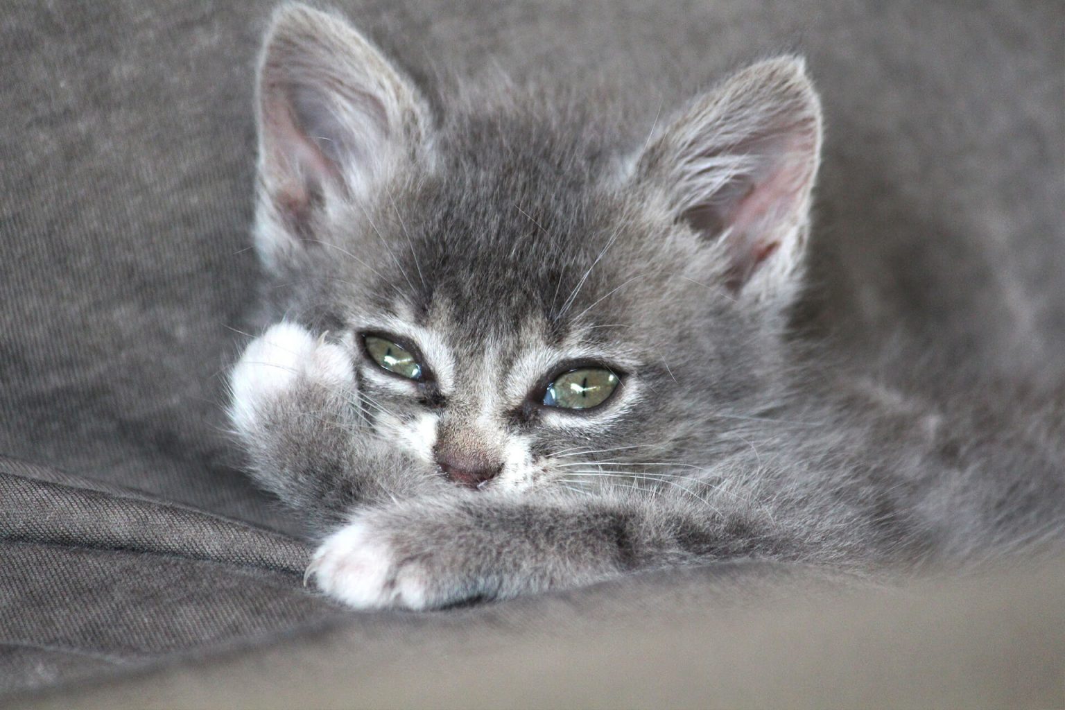 Chartreux Kedi Cinsi Özellikleri ve Bakımı Miyavliyo