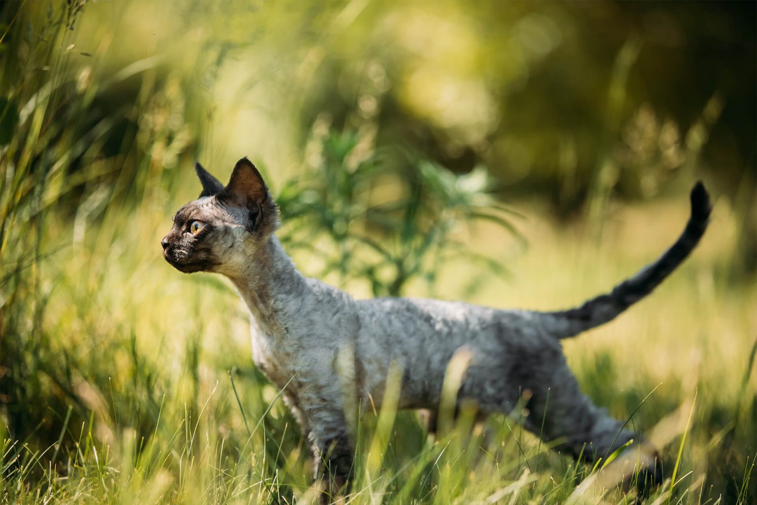 Devon Rex Kedi Cinsi Özellikleri ve Bakımı ️ Miyavliyo