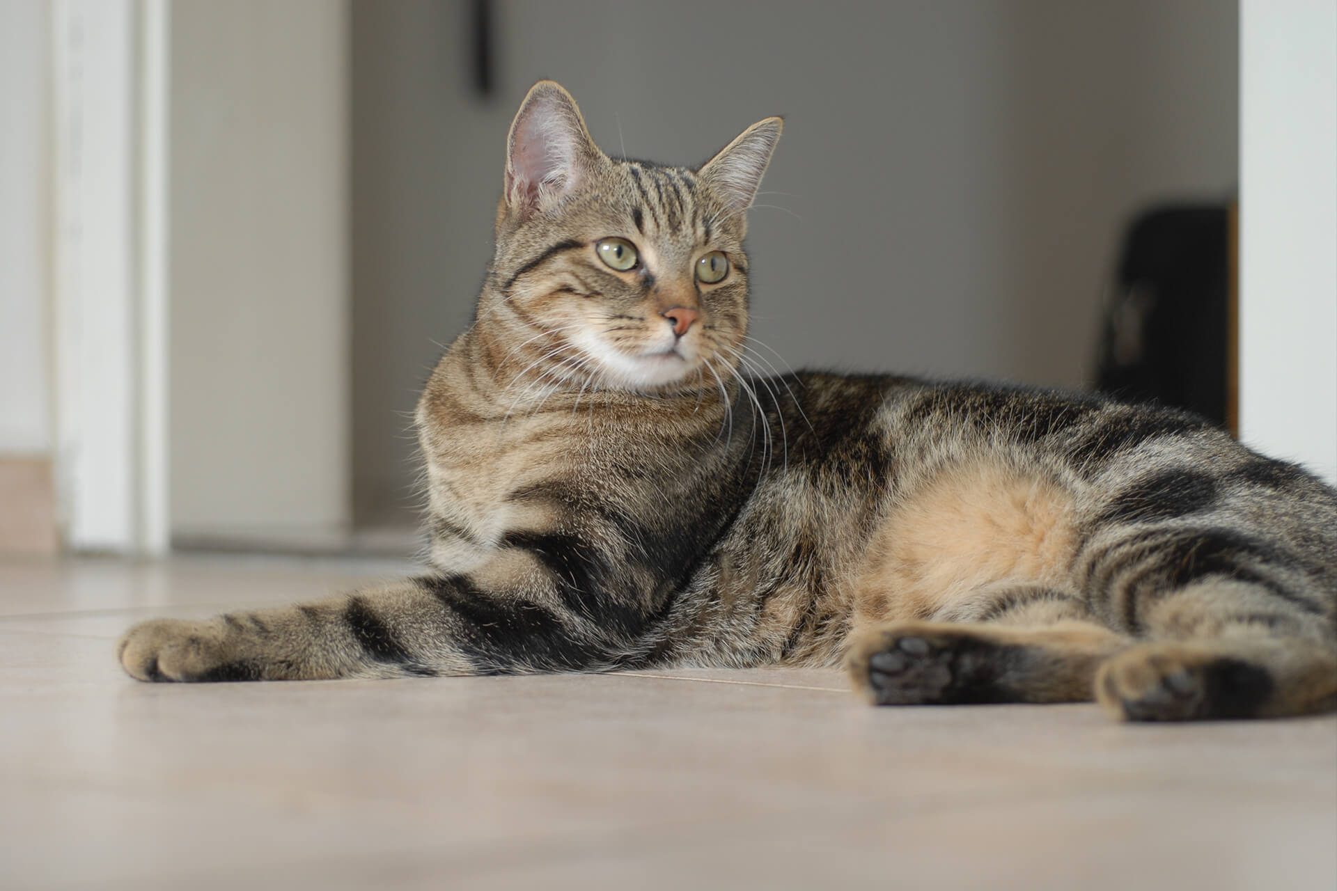 European Shorthair Avrupa Kısa Tüylü Kedi ️ Miyavliyo