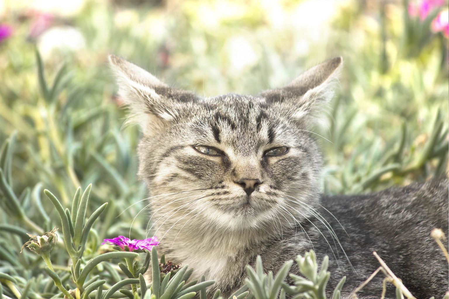 European Shorthair Avrupa Kısa Tüylü Kedi ️ Miyavliyo