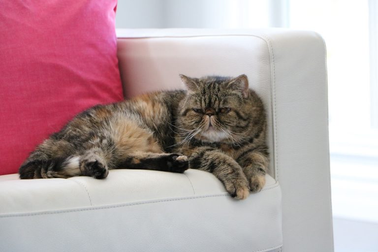Exotic Shorthair Kedi Cinsi Özellikleri ve Bakımı ️ Miyavliyo