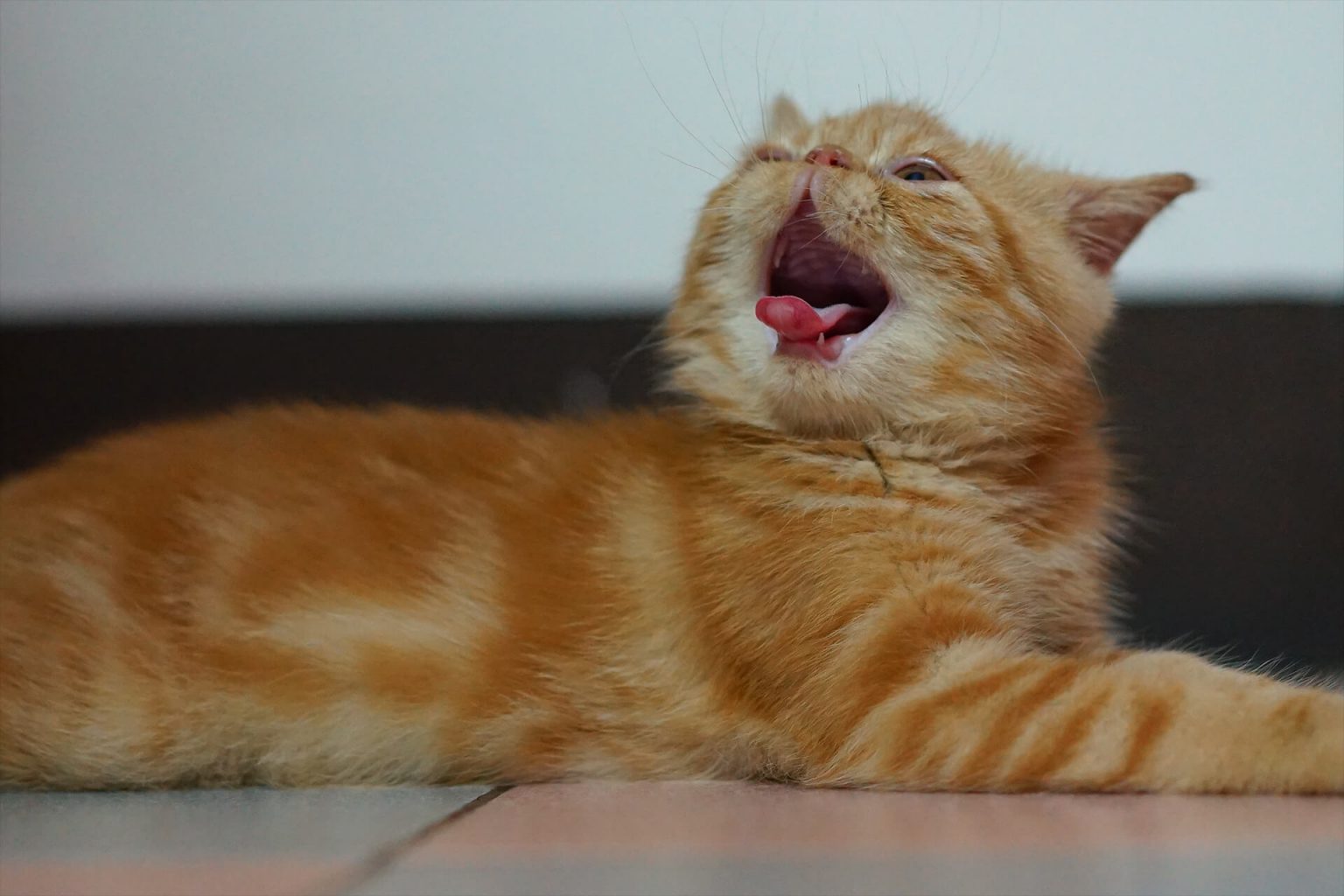 Exotic Shorthair Kedi Cinsi Özellikleri ve Bakımı ️ Miyavliyo