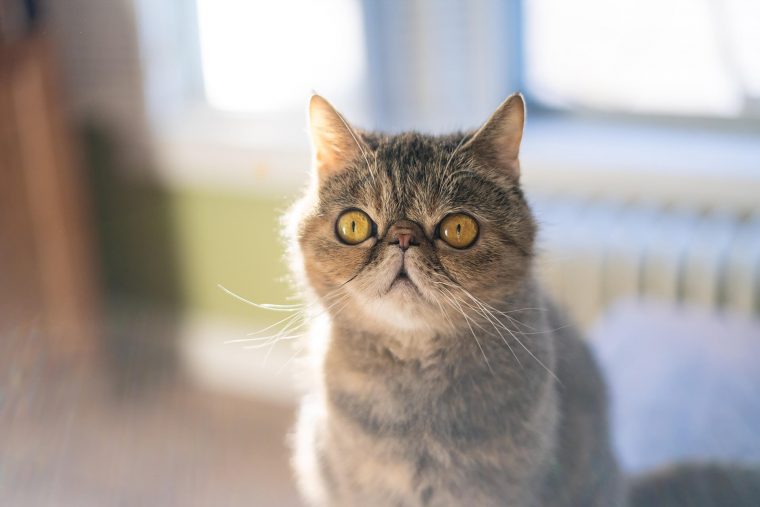 Exotic Shorthair Kedi Cinsi Özellikleri ve Bakımı